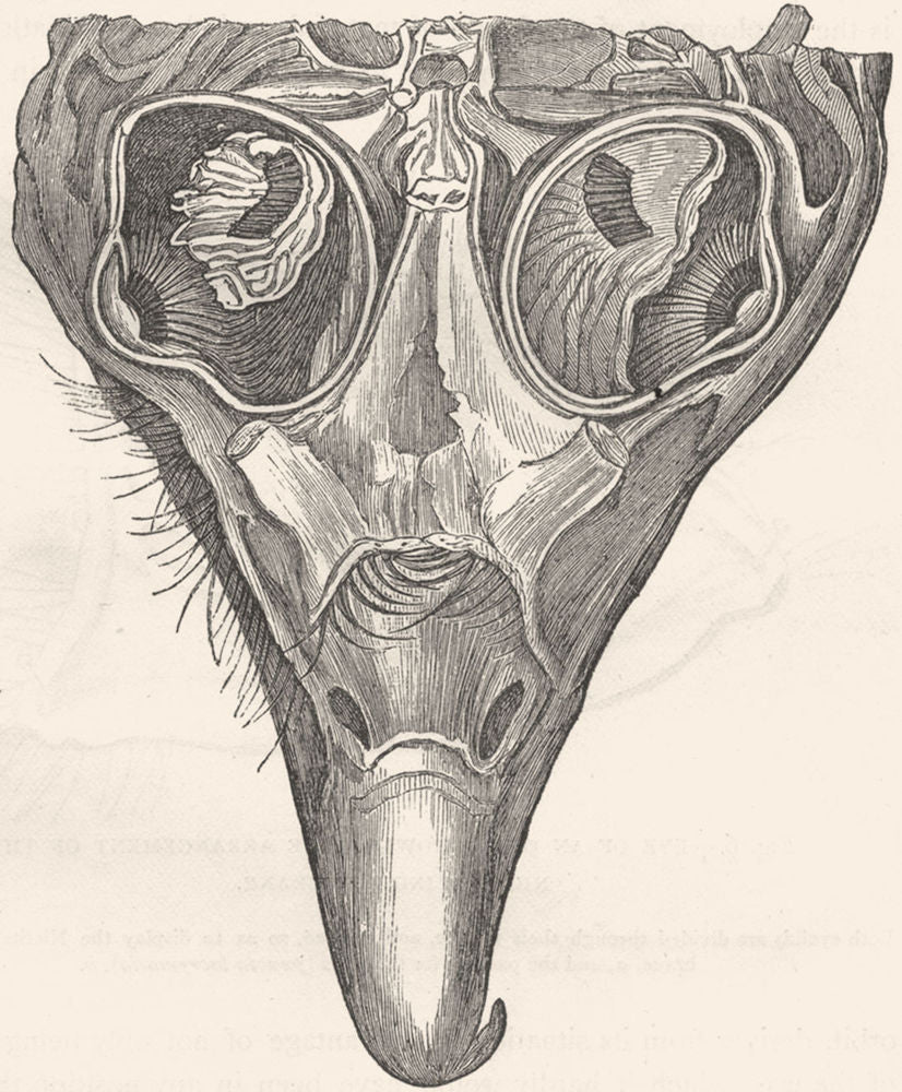 BIRDS. Head of an Eagle, Structure Eye c1870 old antique vintage print picture